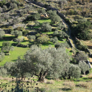 Olive groves in Lefkes.