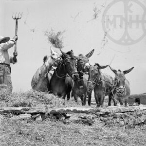 Threshing in Dragoulas, Paros 1972.