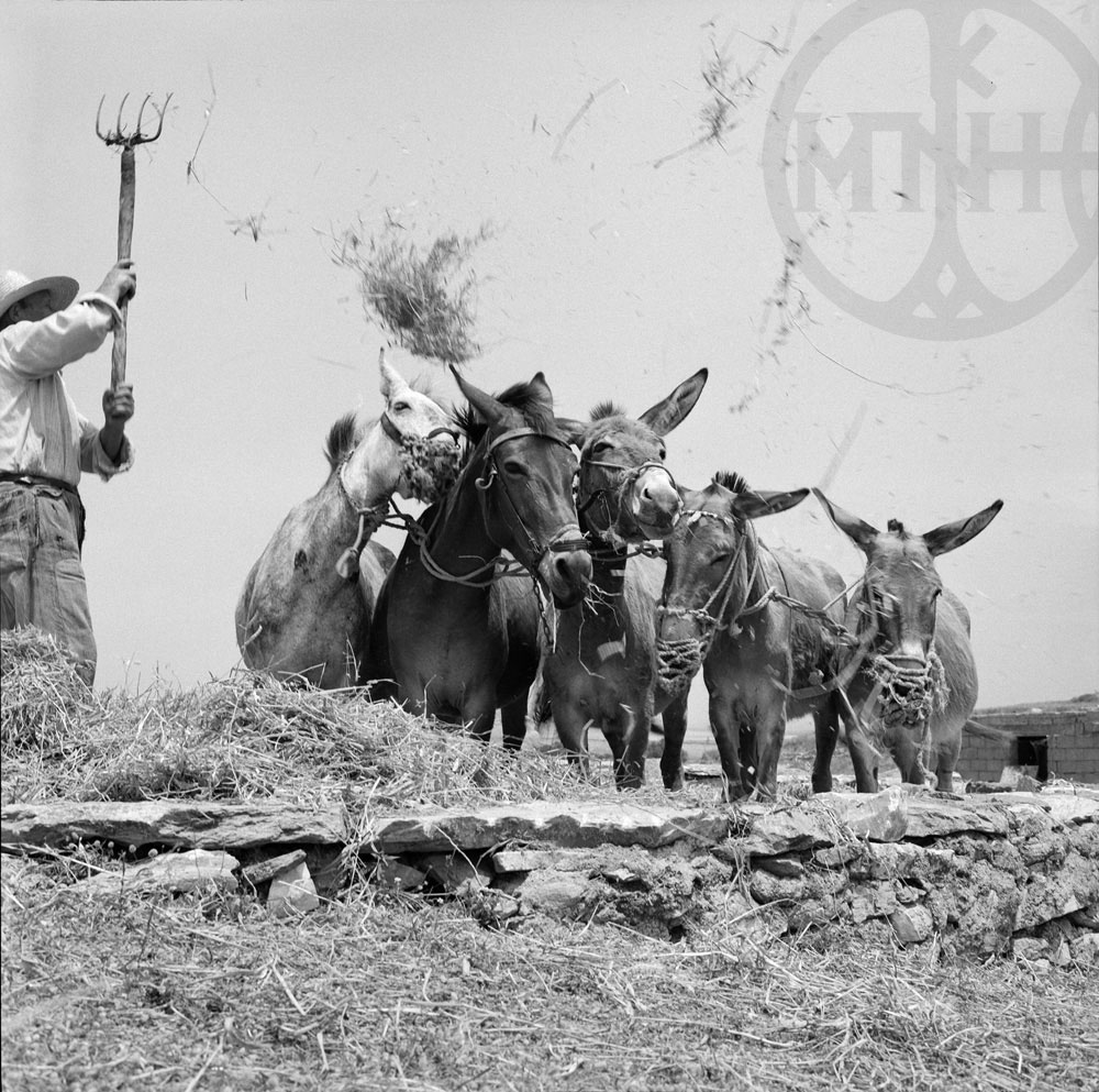 Threshing in Dragoulas, Paros 1972.